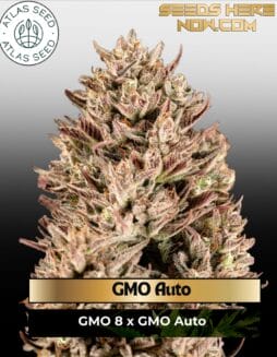GMO Auto Feminized Seeds (space) Atlas Seed