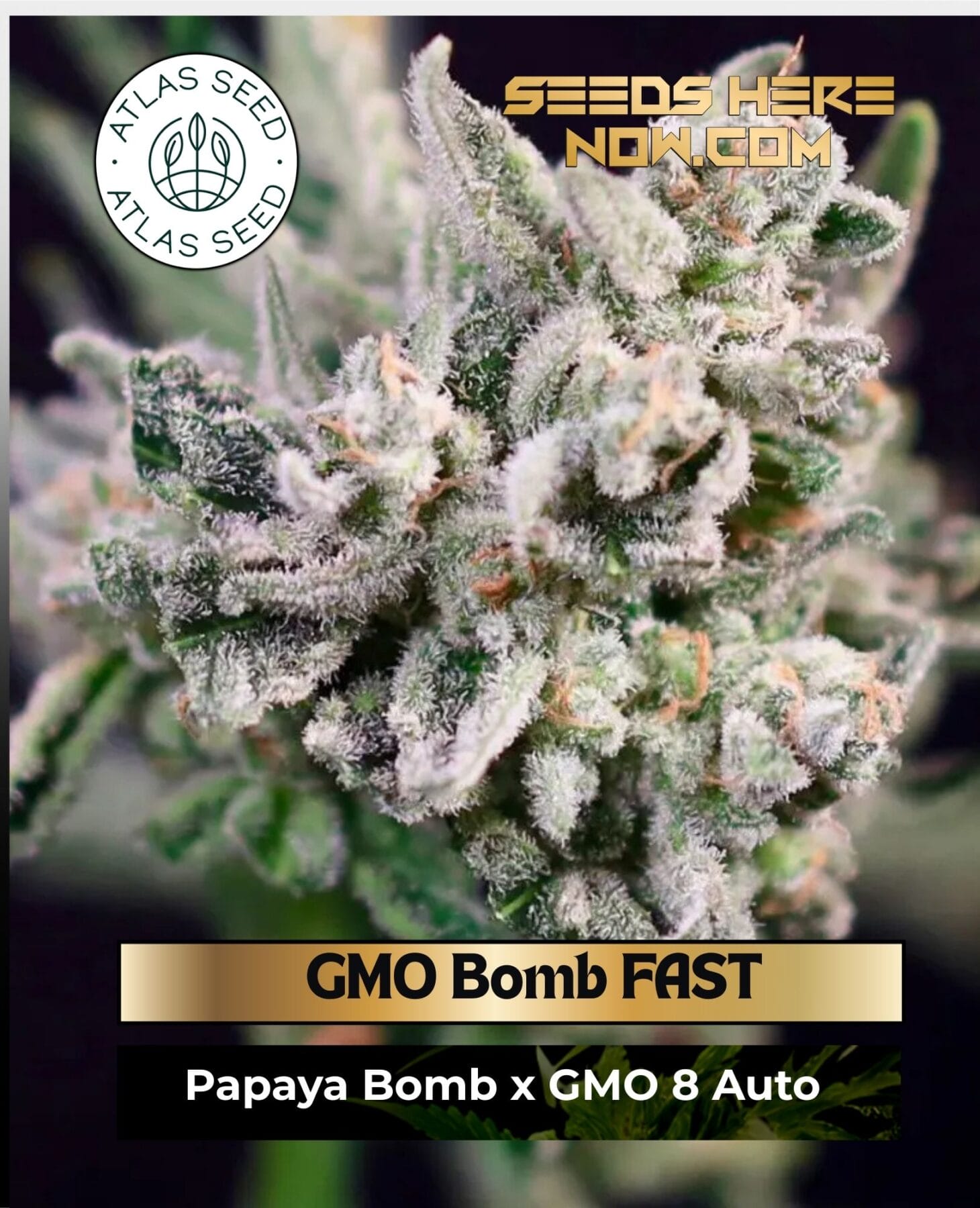 GMO Bomb Fast Feminized Seeds - Atlas Seed