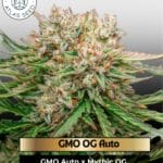 GMO OG Auto (Feminized) - Atlas Seed