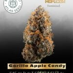 Gorilla Apple Candy (Feminized) - Atlas Seed