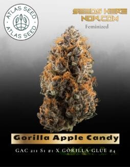 Gorilla Apple Candy Feminized Seeds (space) Atlas Seed