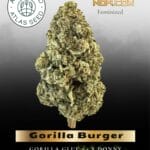 Gorilla Burger (Feminized) - Atlas Seed