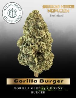 Gorilla Burger Feminized Seeds (space) Atlas Seed