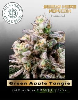 Green Apple Tangie Feminized Seeds (space) Atlas Seed