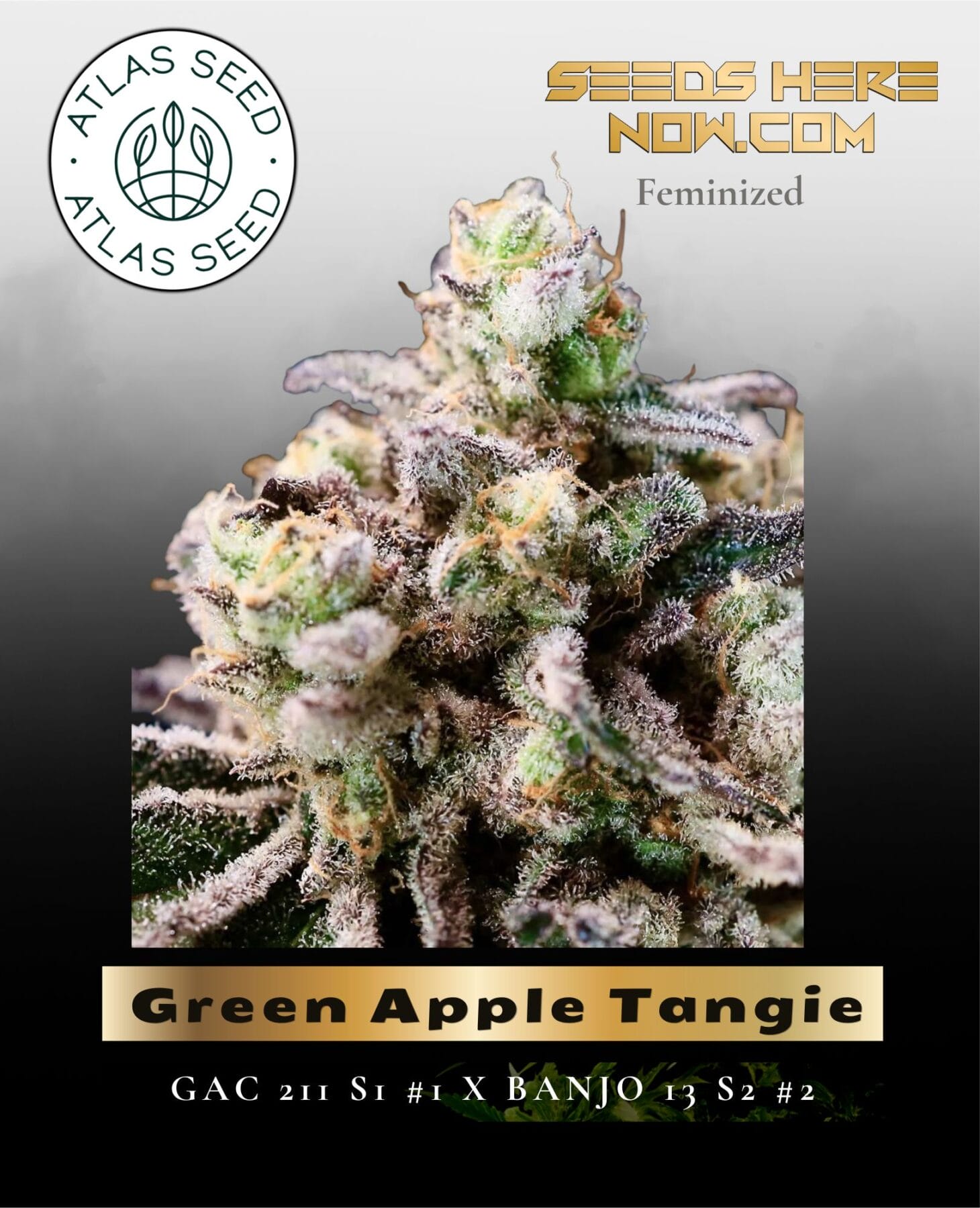 Green Apple Tangie Feminized Seeds - Atlas Seed