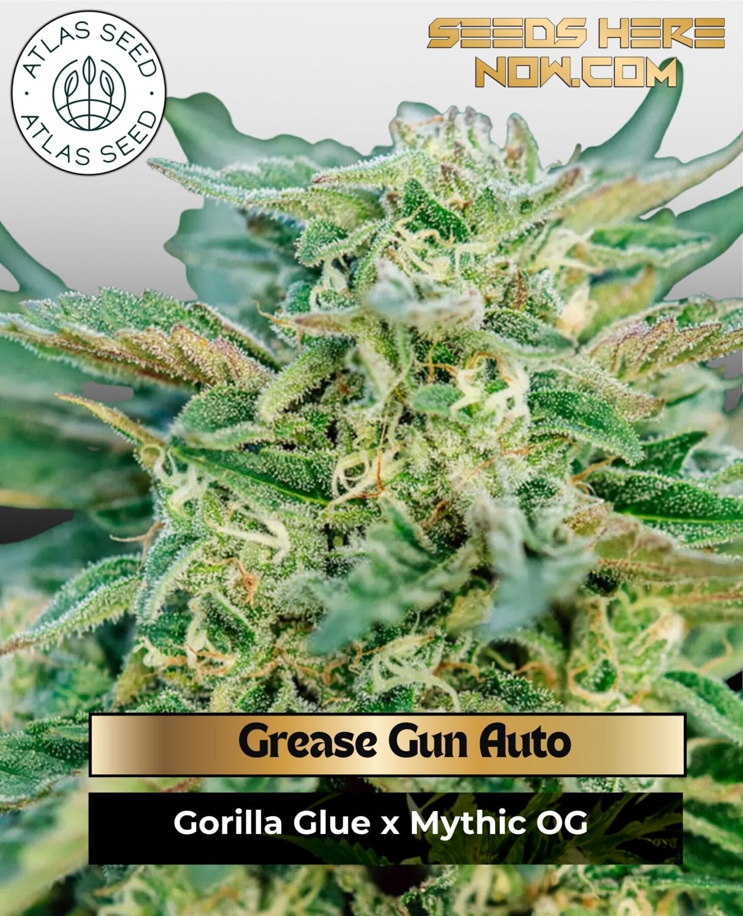 Grease Gun Auto Feminized Seeds - Atlas Seed