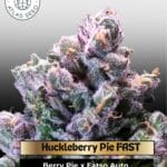 Huckleberry Pie FAST (Feminized) - Atlas Seed