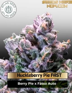 Huckleberry Pie FAST Feminized Seeds (space) Atlas Seed