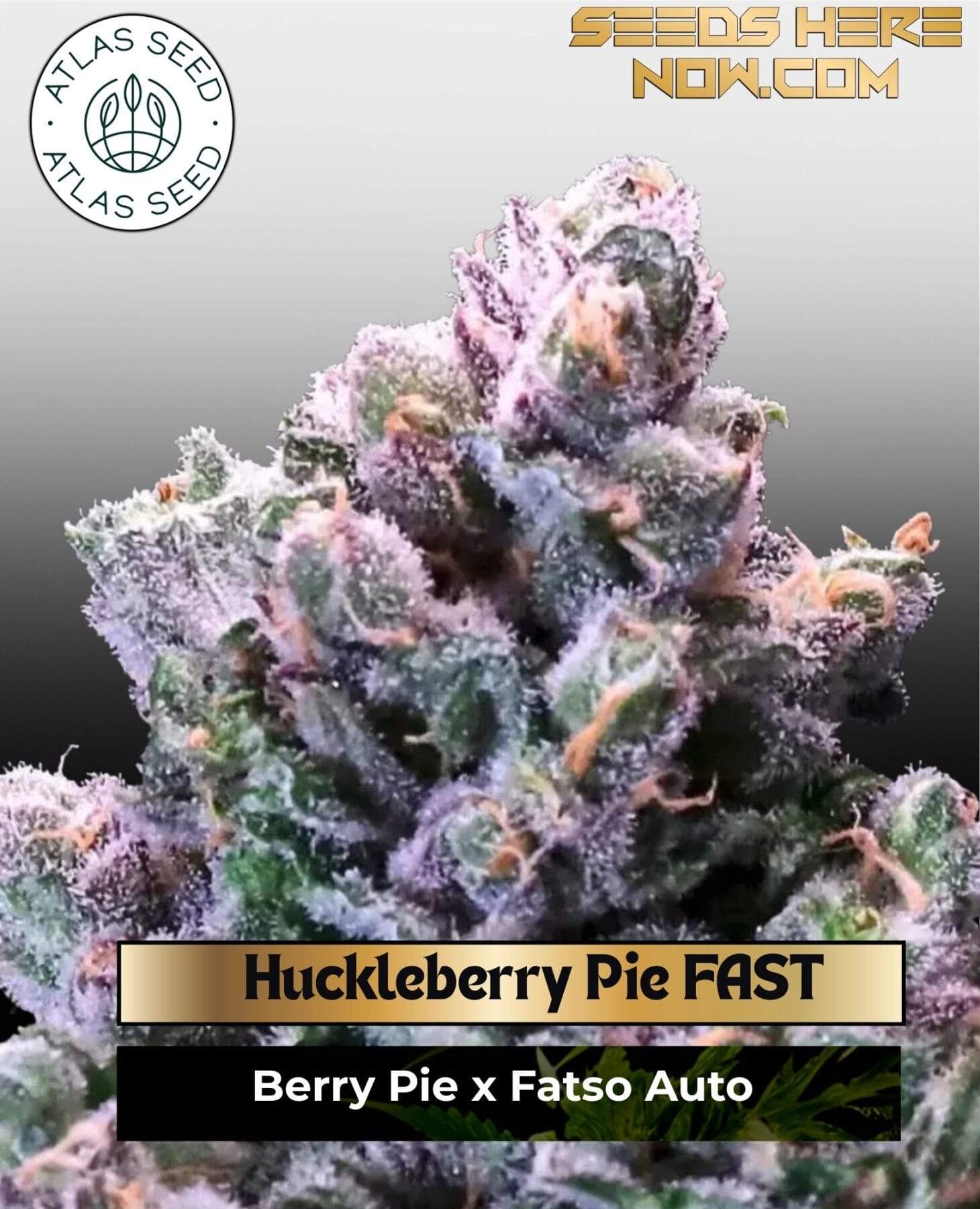 Huckleberry Pie FAST Feminized Seeds - Atlas Seed