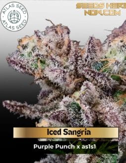 Iced Sangria Feminized Seeds (space) Atlas Seed