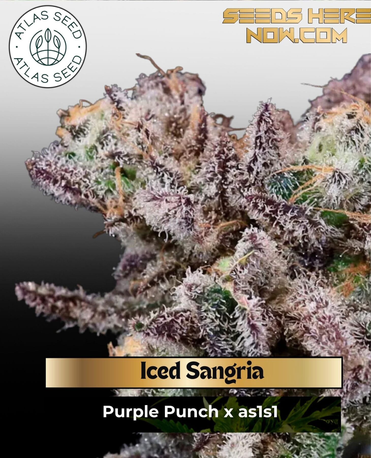 Iced Sangria Feminized Seeds - Atlas Seed