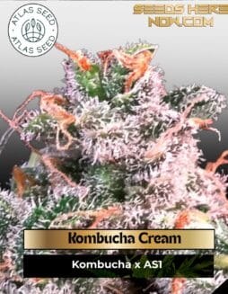 Kombucha Cream Feminized Seeds (space) Atlas Seed