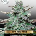 King Kong FAST (Feminized) - Atlas Seed