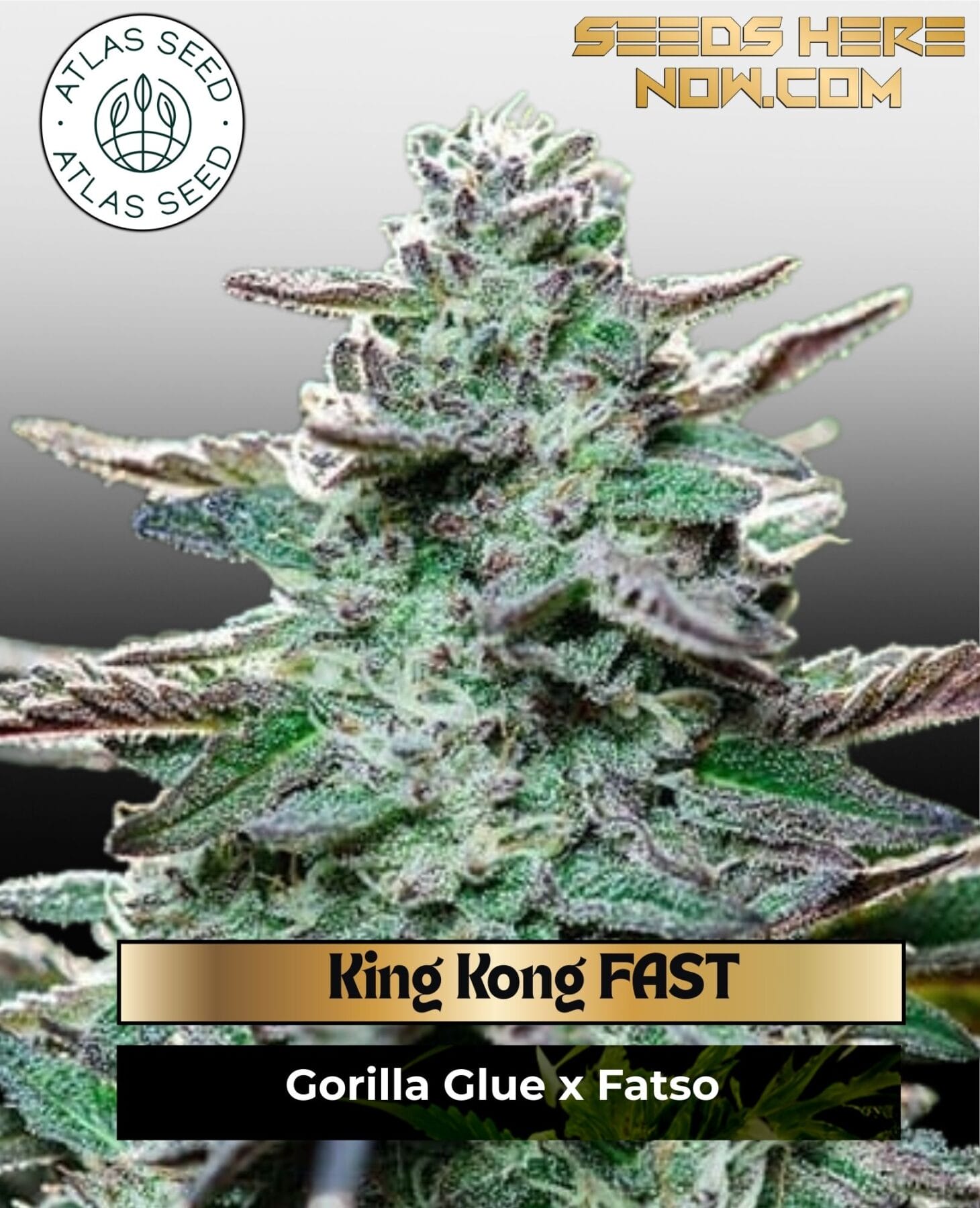 King Kong FAST Feminized Seeds - Atlas Seed