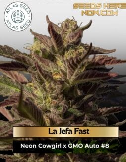 La Jefa Fast Feminized Seeds (space) Atlas Seed