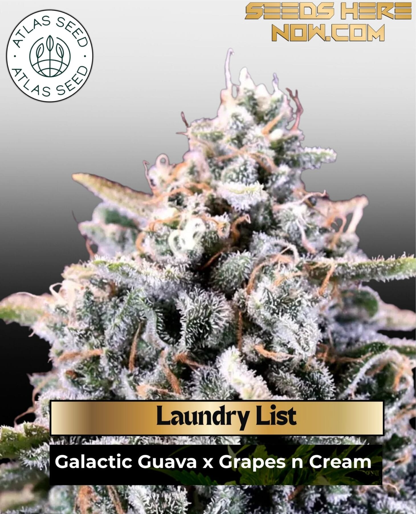 Laundry List Feminized Seeds - Atlas Seed
