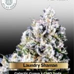 Laundry Shaman (Feminized) - Atlas Seed