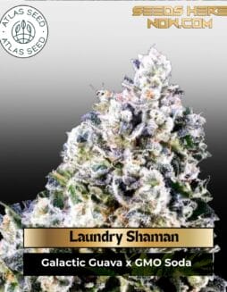 Laundry Shaman Feminized Seeds (space) Atlas Seed