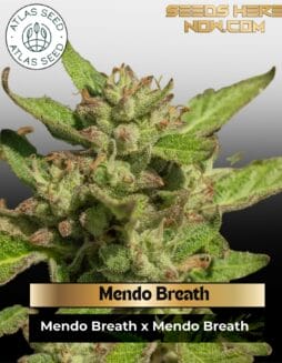 Mendo Breath Feminized Seeds (space) Atlas Seed