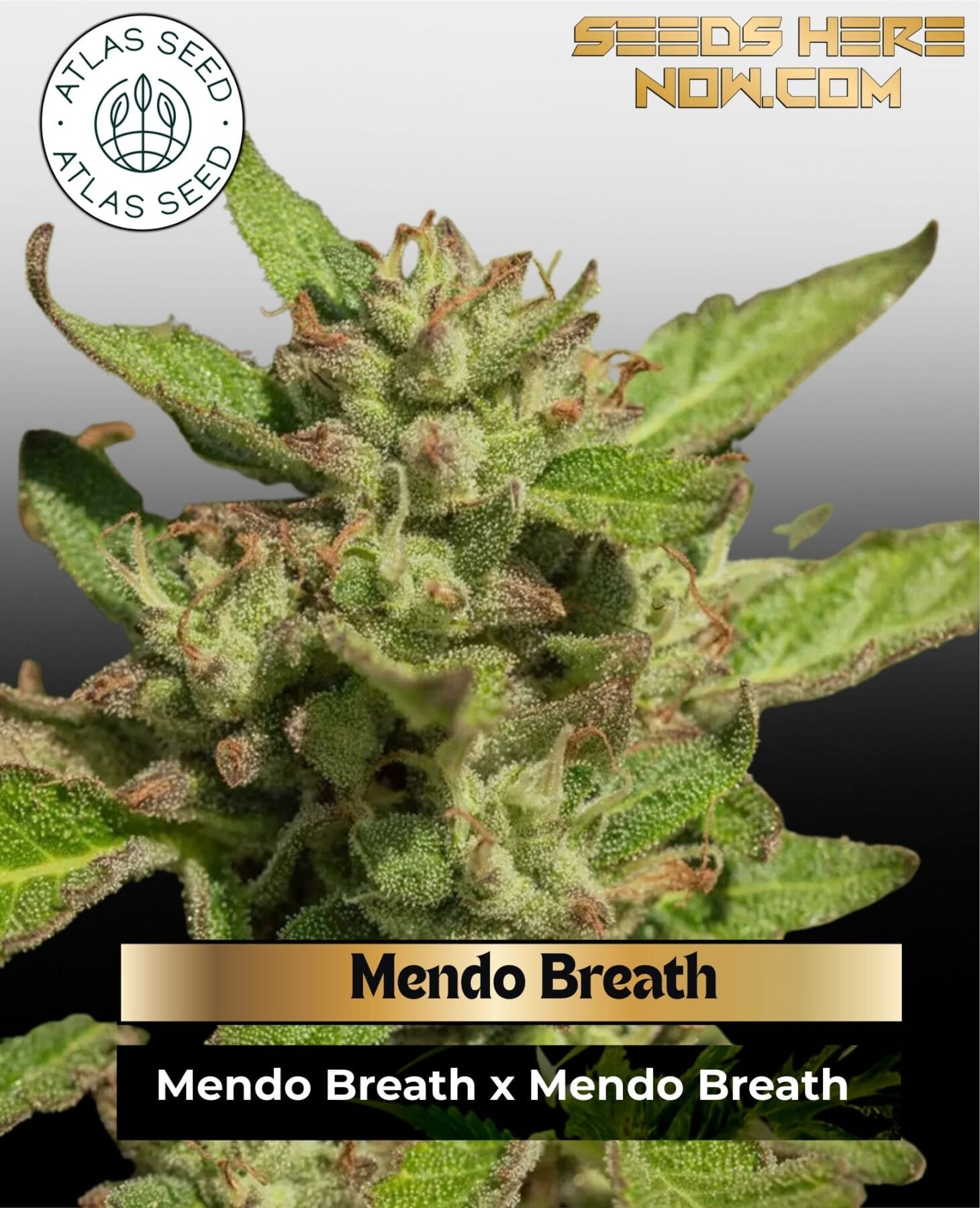 Mendo Breath Feminized Seeds - Atlas Seed