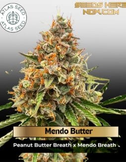 Mendo Butter Feminized Seeds (space) Atlas Seed