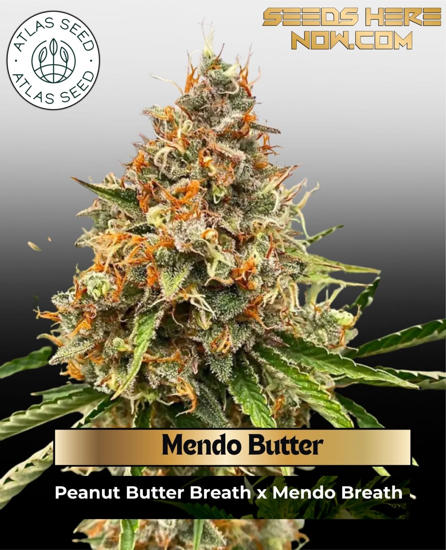 Mendo Butter Feminized Seeds - Atlas Seed