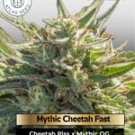 Mythic Cheetah Fast (Feminized) - Atlas Seed