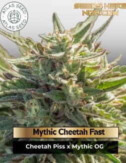 Mythic Cheetah Fast Feminized Seeds (space) Atlas Seed