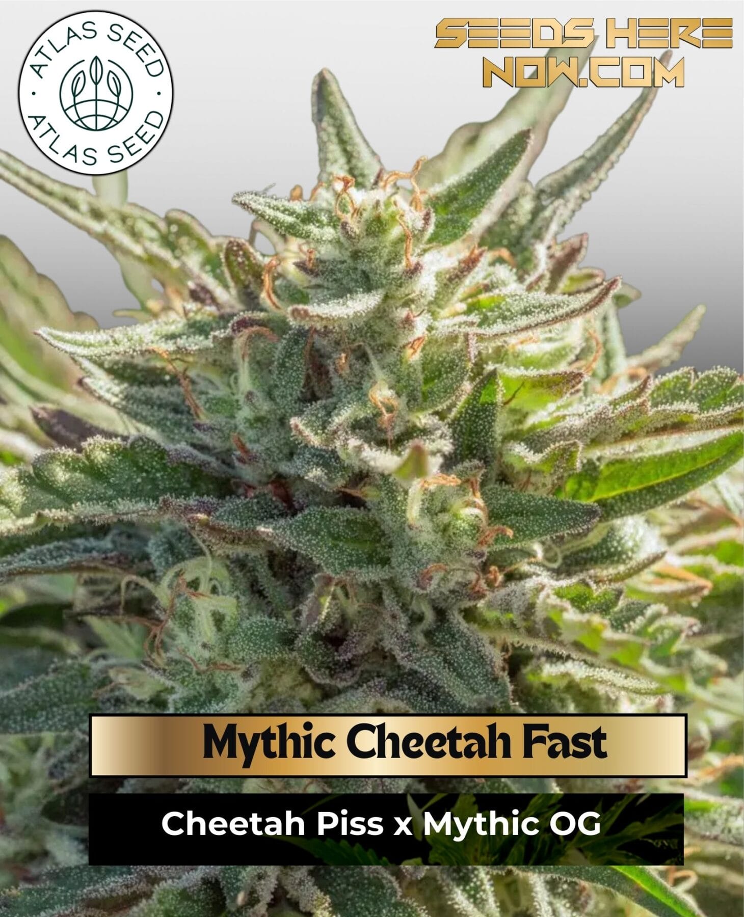 Mythic Cheetah Fast Feminized Seeds - Atlas Seed