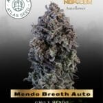 Mendo Breath Auto (Feminized) - Atlas Seed