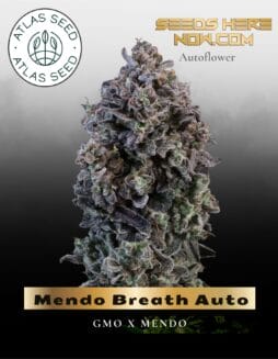 Mendo Breath Auto Feminized Seeds (space) Atlas Seed
