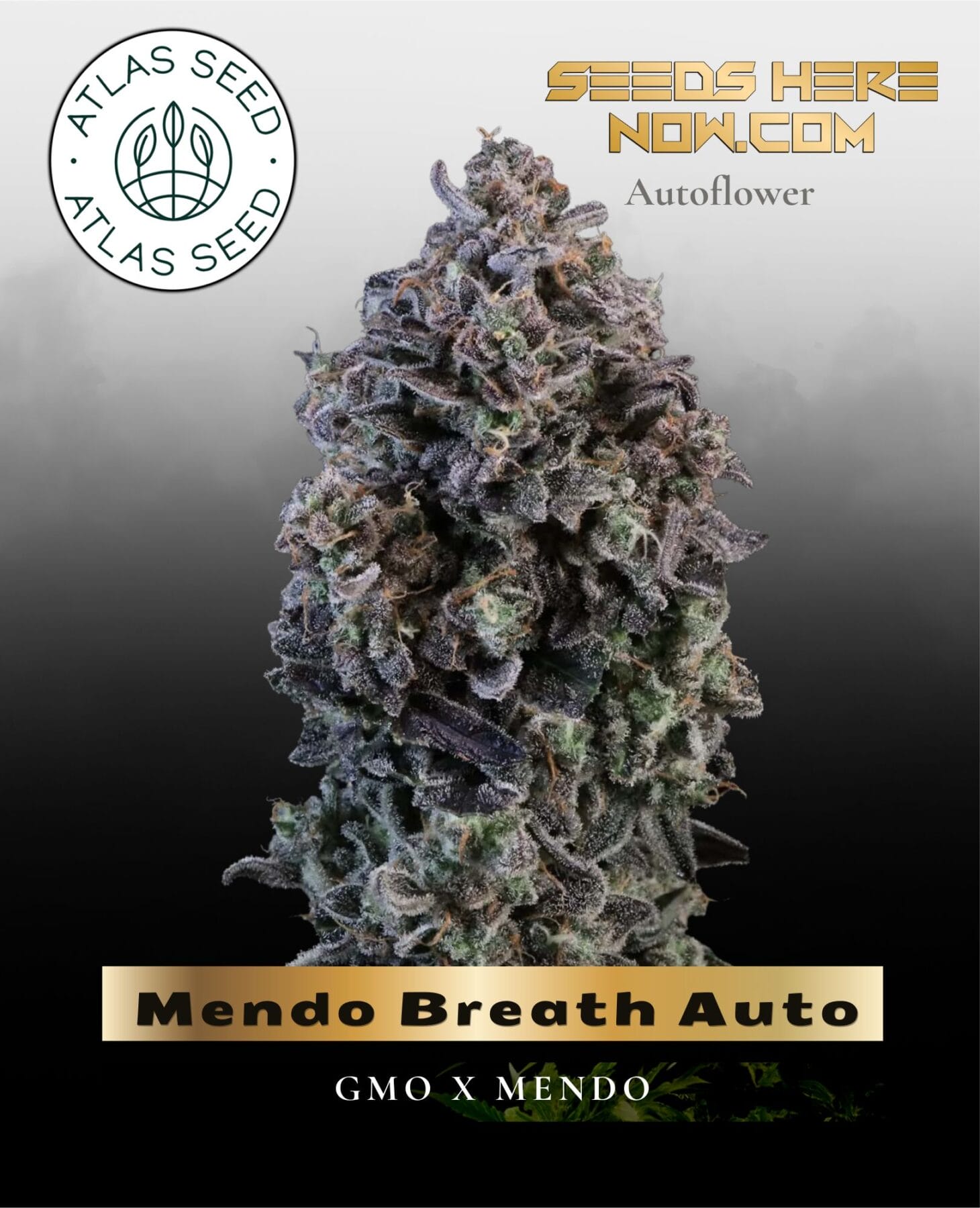 Mendo Breath Auto Feminized Seeds - Atlas Seed