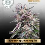 Orangutangie (Feminized) - Atlas Seed
