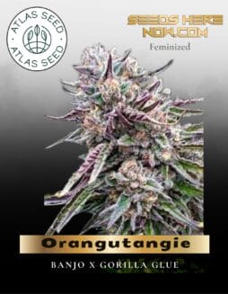 Orangutangie Feminized Seeds (space) Atlas Seed