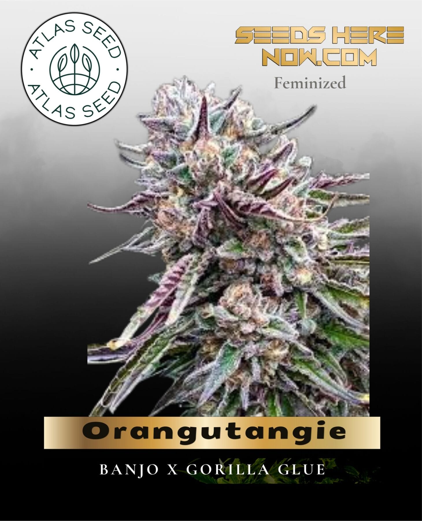 Orangutangie Feminized Seeds - Atlas Seed