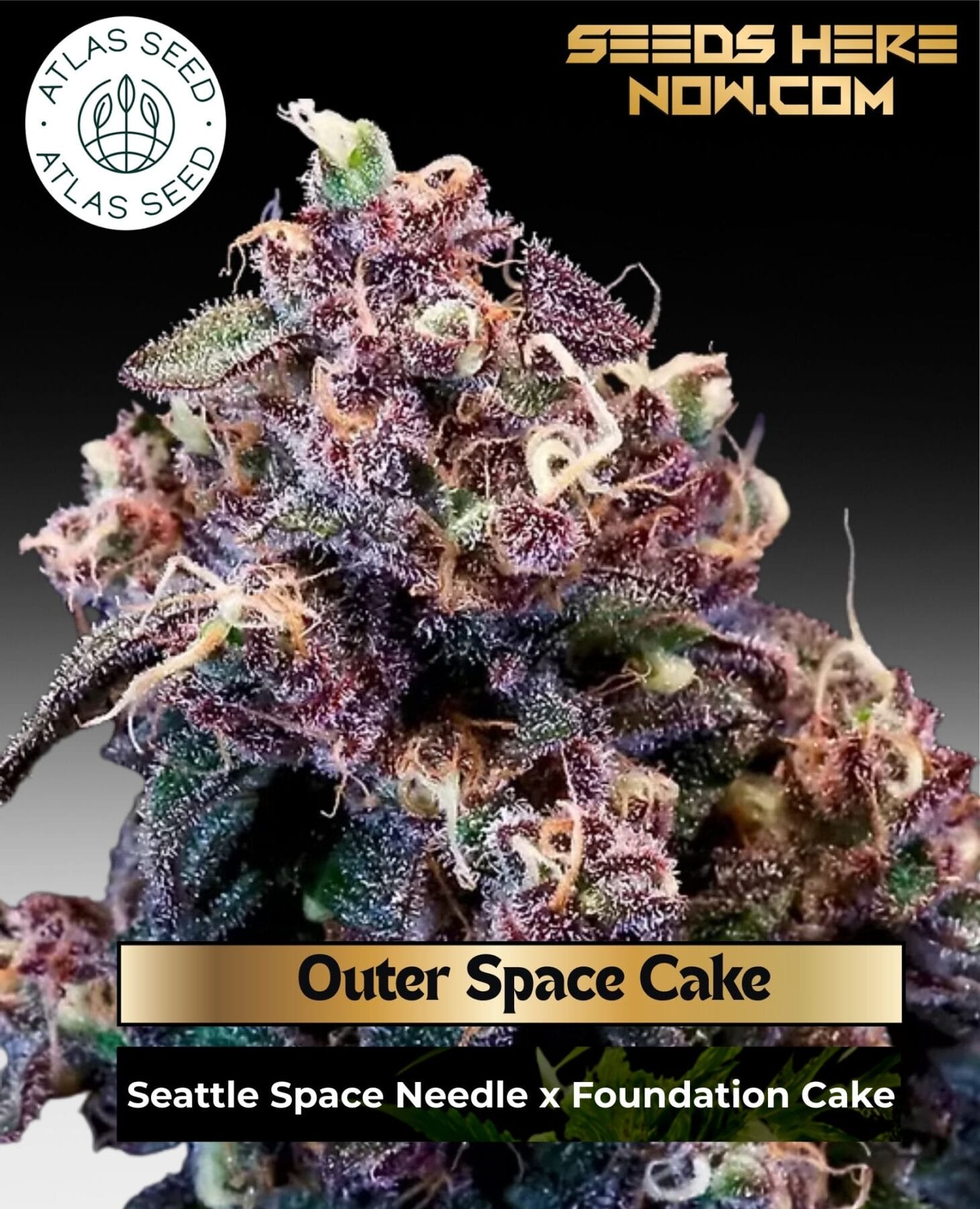 Outer Space Cake Feminized Seeds - Atlas Seed