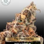The Pandalorian (Feminized) - Atlas Seed