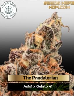 The Pandalorian Feminized Seeds (space) Atlas Seed