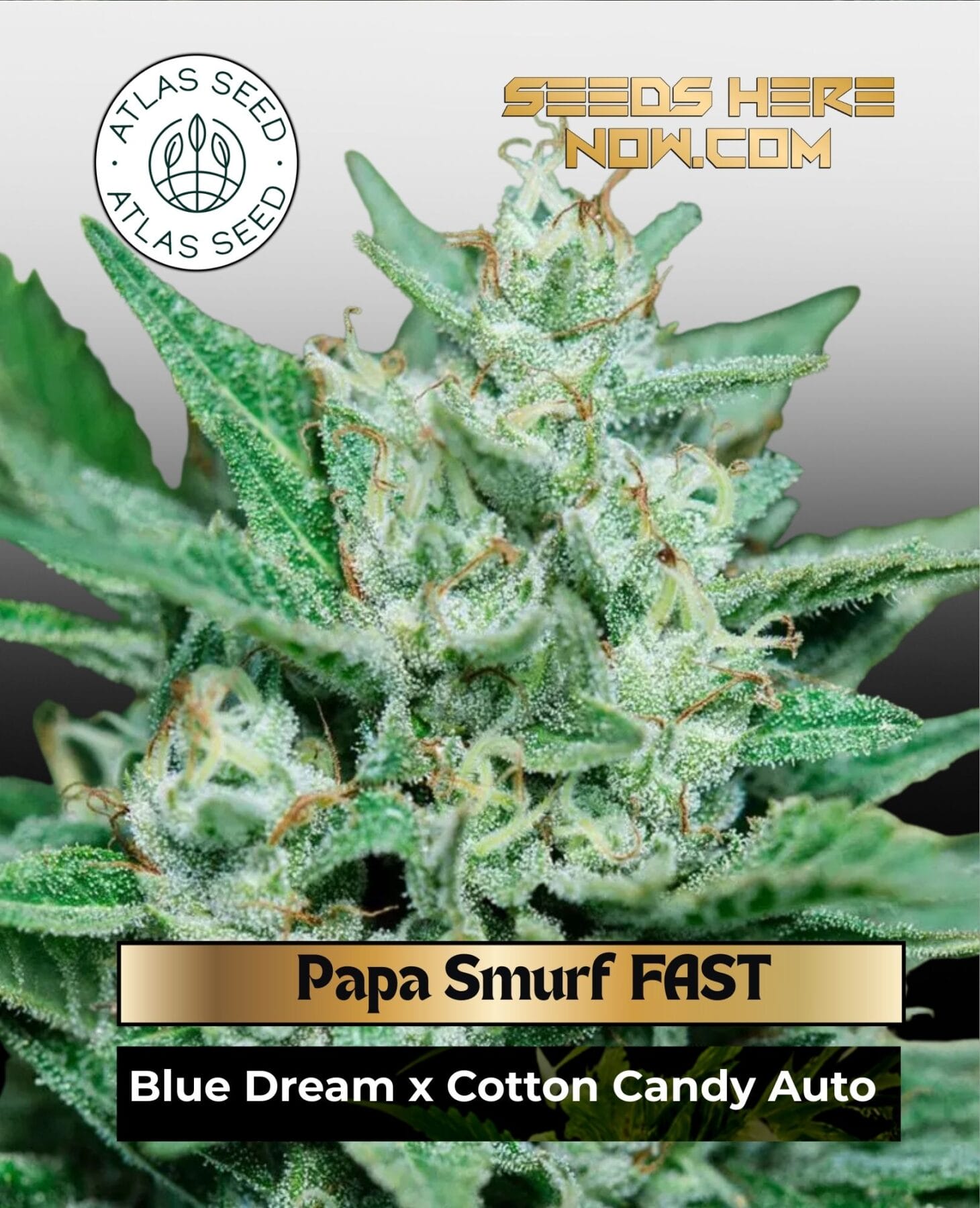Papa Smurf FAST Feminized Seeds - Atlas Seed