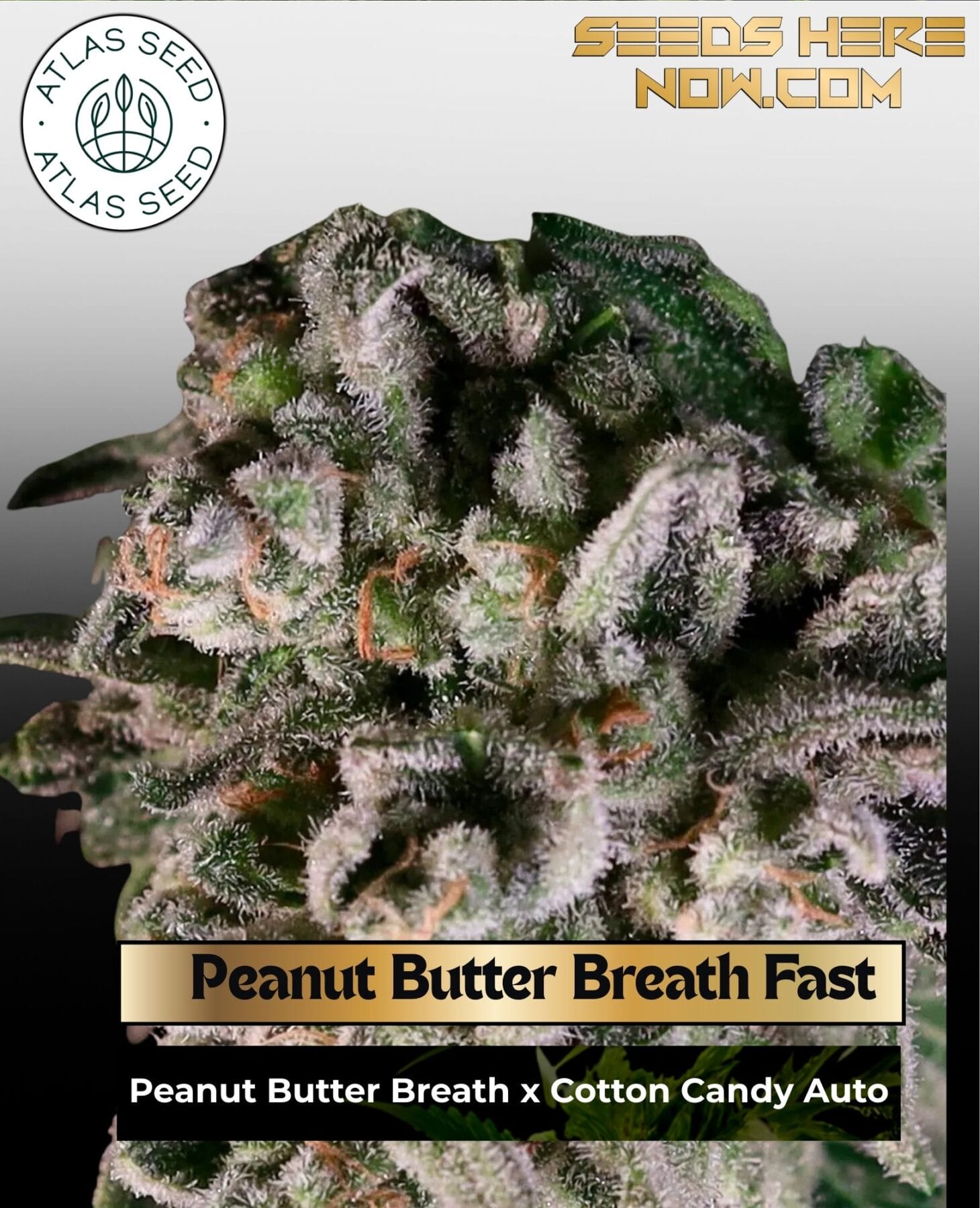 Peanut Butter Breath Fast Feminized Seeds - Atlas Seed