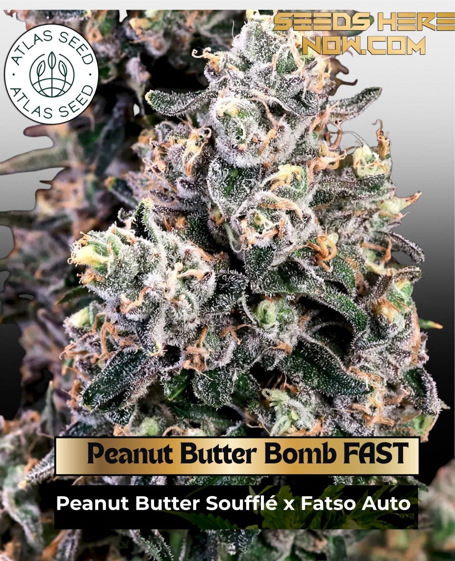 Peanut Butter Bomb FAST Feminized Seeds - Atlas Seed