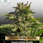 Peanut Butter Souffle (Feminized) - Atlas Seed
