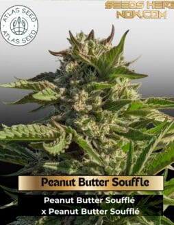 Peanut Butter Souffle Feminized Seeds (space) Atlas Seed