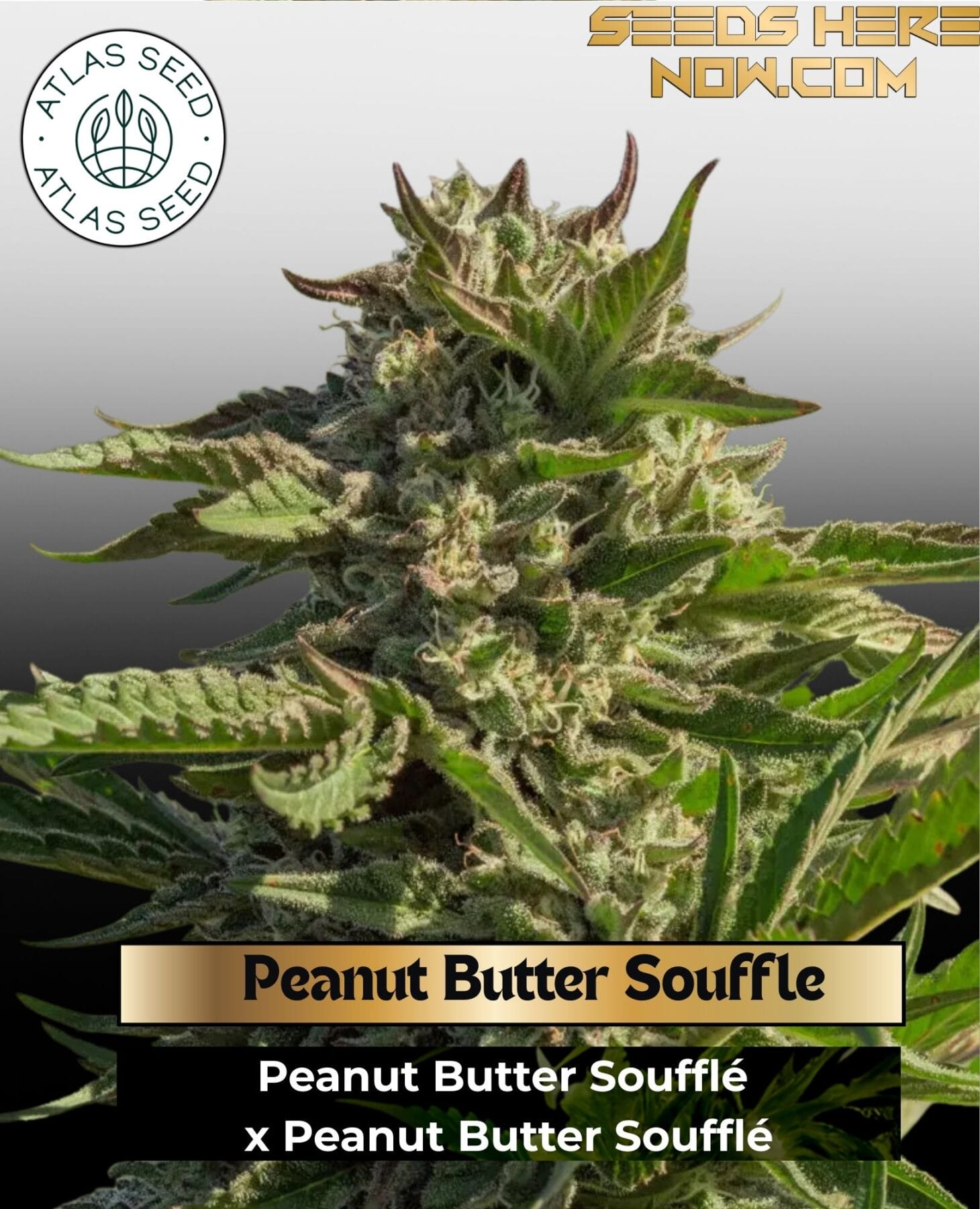 Peanut Butter Souffle Feminized Seeds - Atlas Seed