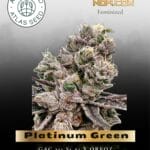 Platinum Green Apple Candy (Feminized) - Atlas Seed