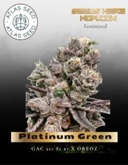 Platinum Green Apple Candy Feminized Seeds (space) Atlas Seed