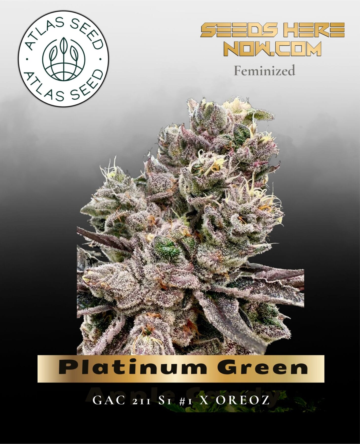 Platinum Green Apple Candy Feminized Seeds - Atlas Seed