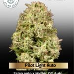 Pilot Light Auto (Feminized) - Atlas Seed