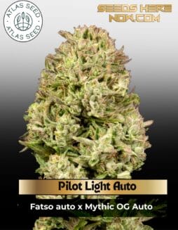 Pilot Light Auto Feminized Seeds (space) Atlas Seed