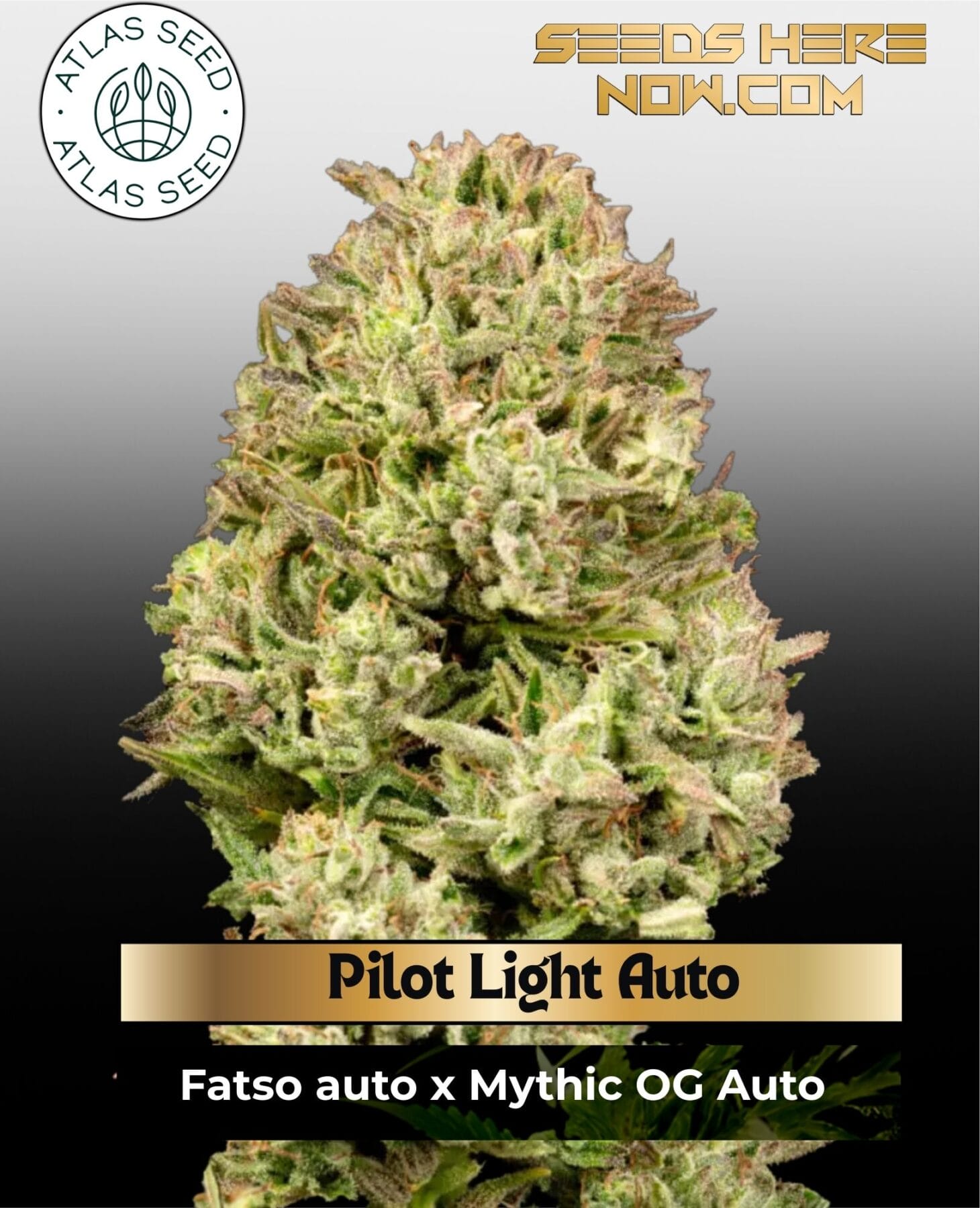 Pilot Light Auto Feminized Seeds - Atlas Seed